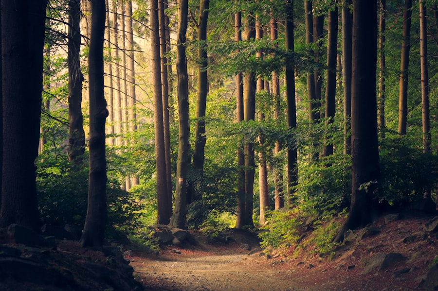 A sunlit woodland path